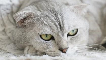 开云体育地址-中超联赛中国队战平 球员表现稳健,中超联赛中国队战平 球员表现稳健还是稳定